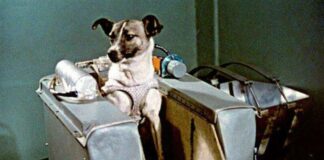 ΣΑΝ ΣΗΜΕΡΑ – 3 Νοεμβρίου 1957: Η σκυλίτσα Laika πάει στο διάστημα